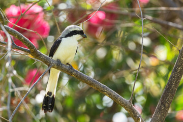 Grey-backed Fiscal - Lanius excubitoroides, beautiful large perching bird from African bushes and woodlands, lake Ziway, Ethiopia.