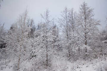 snow covered trees