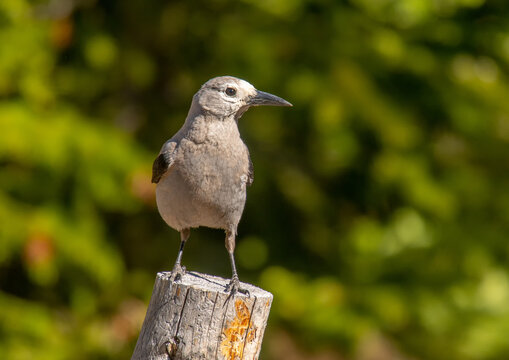 Clark's Nutcracker