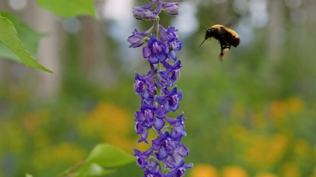 Bumble bee flying around purple lupine flower in colorful meadow in the Utah mountains.