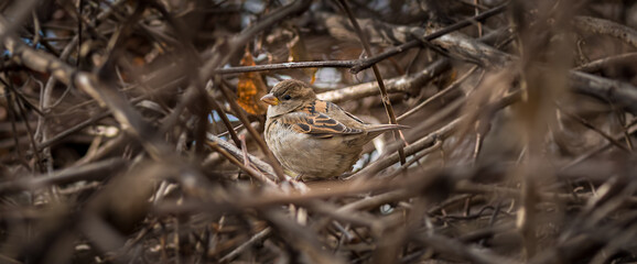 Tiny bird in a bush