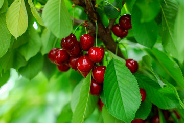 cherries on a tree, red cherries on a branch