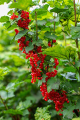 red currant bush, red currant berries, red berries of a currant