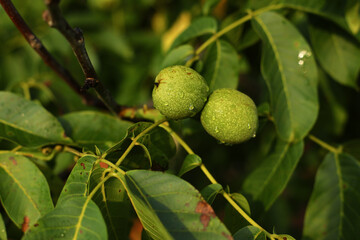 green walnut on a tree branch after rain