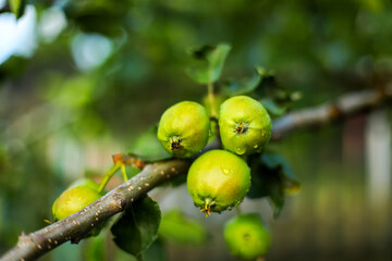 Obraz premium green apples on a tree, green apple, branch green apple