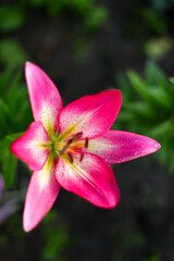 close up of pink lily, close up of pink flower, pink lily flower