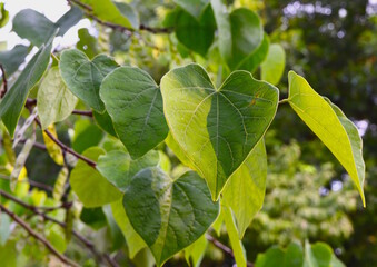 Redbud Tree Leaves Macro, Green