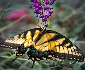Tiger Swallowtail butterfly