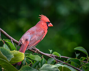 Northern cardinal