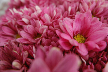 pink chrysanthemum flowers