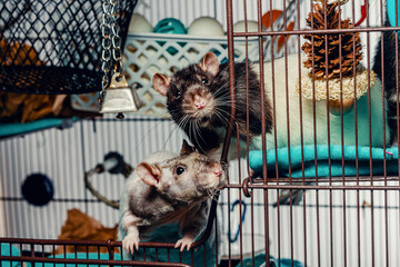 Patchwork Hairless Pet Rat