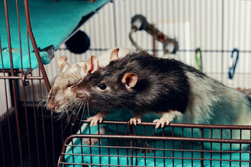 Obraz premium Patchwork Hairless Pet Rat