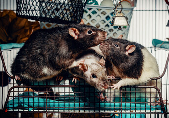Three Pet Fancy Rats