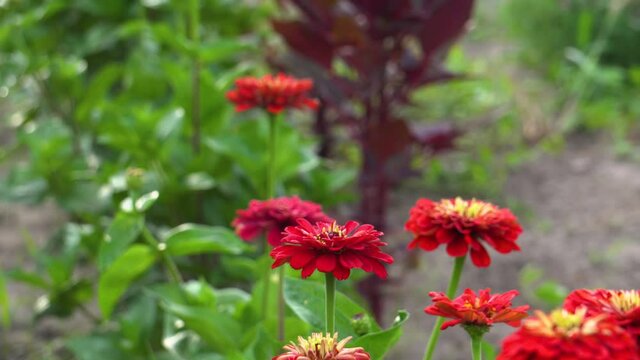 Red zinnia flowers bloom in summer garden. Close up of fresh blossoms
