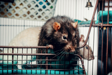 Patchwork Hairless Pet Rat
