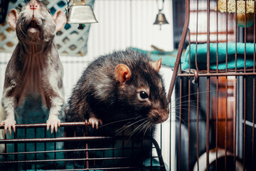 Patchwork Hairless Pet Rat