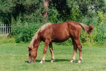 A red colt with a light mane grazes in a meadow eating green grass. A sunny summer day