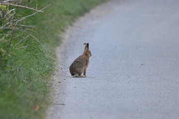 Hare sat on a road.