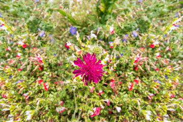 Flower meadow with different sorts of flowers for backgrond.