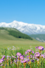 Obraz premium Close-up meadow purple flowers at altai mountains background.