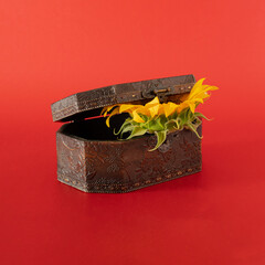 brown box withsunflower on the bold red background. abstract art. creative decoration modern idea.