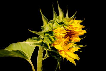 A sunflower bud on a black background