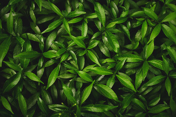 Obraz premium abstract green leaf texture, tropical leaf, nature background.