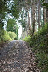 Forest path full of dry leaves with eucalyptus trees in its edge.