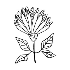 Isolated flower sketch Spring time Vector illustration