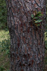 Fototapeta premium Closeup view of an isolated medium age pine trunk.