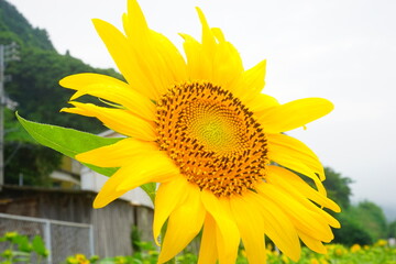 Yellow sunflower in summer, isolated - 黄色 ひまわりの花