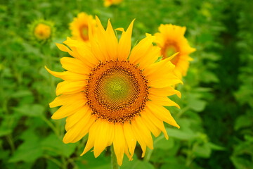 Obraz premium Yellow Sunflower in summer, isolated - 黄色 ひまわりの花