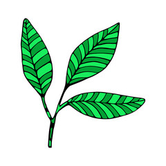 Isolated sketch of a tree leaves Vector illustration