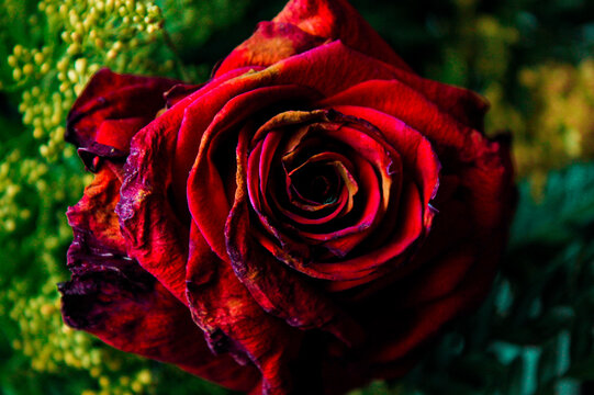 Rosa vermelha murchando em cores