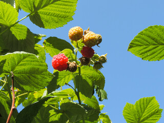 Raspberry bushes on a blue sky background