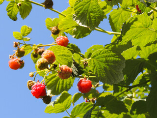 Bushes with red raspberries on a blue sky background