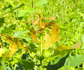 Young brown oak leaves on a green background