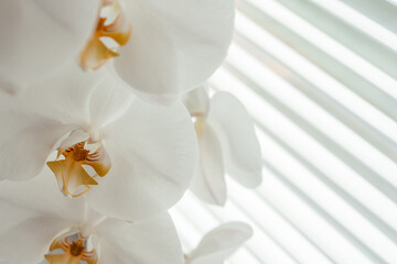 Beautiful white orchid flowers with window shutters at the background