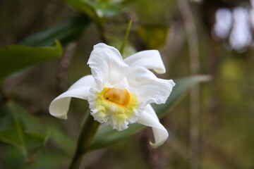Fototapeta na wymiar sobralia orchid