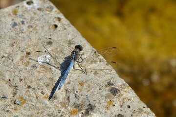 Male blue dragonfly 