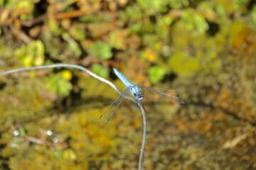 Male blue dragonfly 