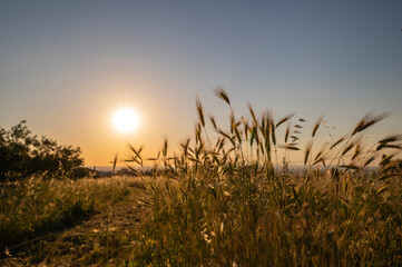 Fototapeta premium Natural field with spikes and grass as the sun goes down. The sunset illuminates the golden ears, on a summer day, Roman countryside, Frascati, Rome, Italy.