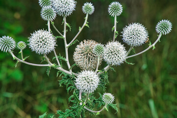 Kugeldistel