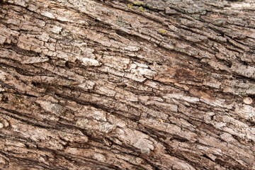 Obraz premium Textura o fondo de tronco de olivo