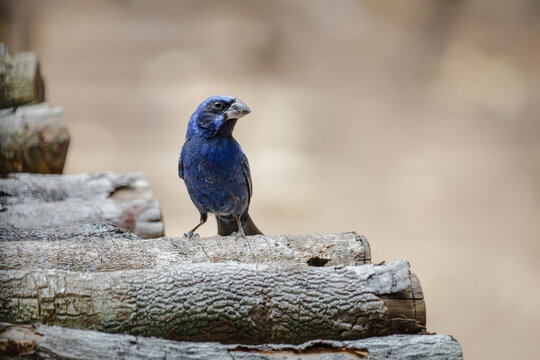 Blauer Vogel in Guatemala