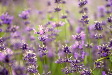 Blühender Lavendel von Licht durchbrochen, Close-Up, Blüte, Lavendelblüte