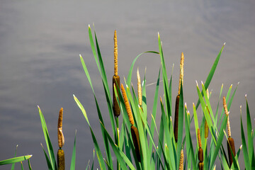 Obraz premium reeds in the water