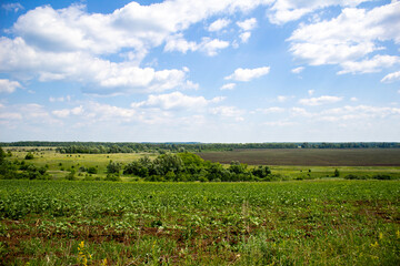 Fototapeta na wymiar field in the summer and blue sky