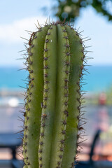 Close up of saguaro cactus.
