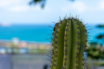 Close up of saguaro cactus.